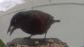 common grackle