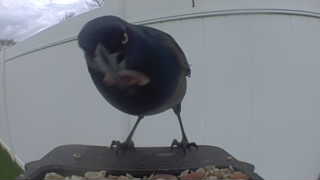 common grackle