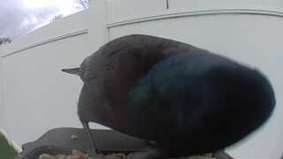 common grackle
