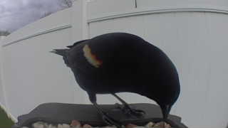 red-winged blackbird