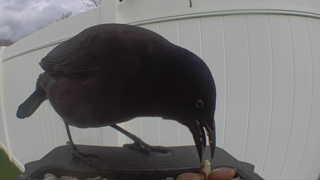 common grackle