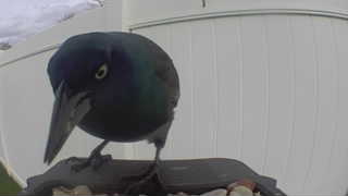 common grackle