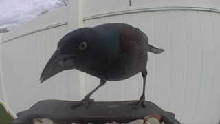 common grackle