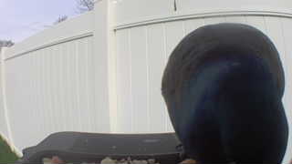 common grackle