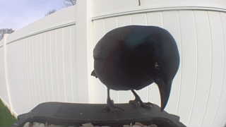 common grackle