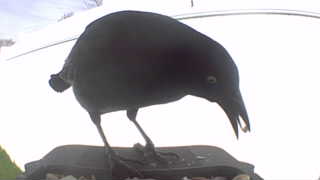 common grackle