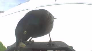 common grackle