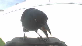 american crow