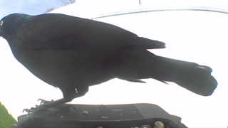 american crow