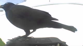 american crow