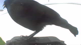 brewer's blackbird
