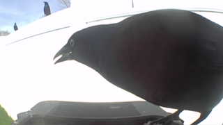 american crow