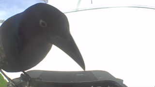 american crow
