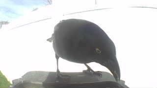 common grackle