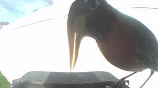 american robin