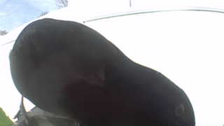 Unidentified clip