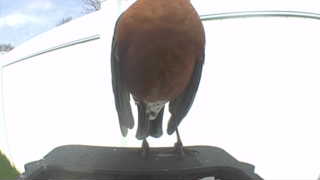american robin