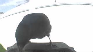 american crow