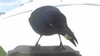 common grackle