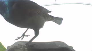 common grackle