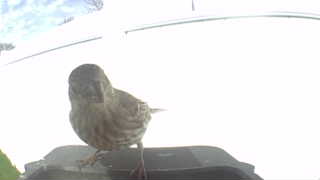 house sparrow