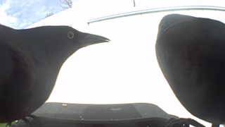 common grackle