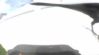 common grackle