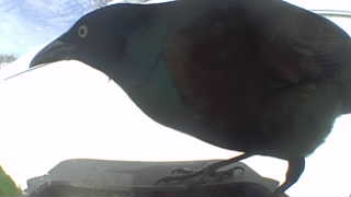 common grackle