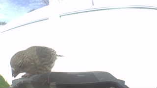 song sparrow