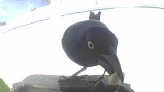 common grackle