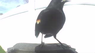red-winged blackbird