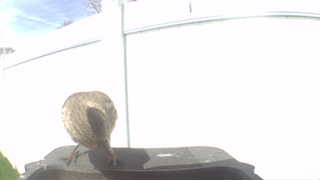 house sparrow