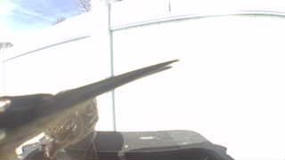 house sparrow
