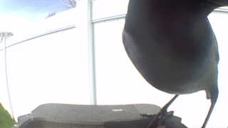 common grackle