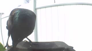 Unidentified clip