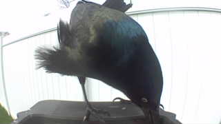 common grackle
