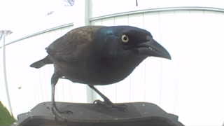 common grackle