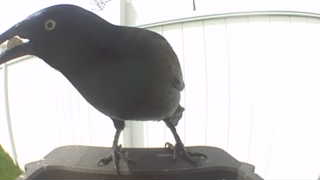 common grackle