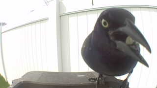 common grackle