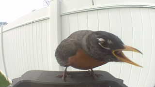 american robin
