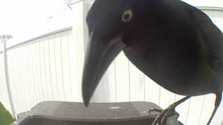 common grackle