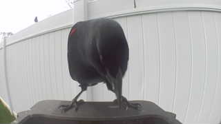 red-winged blackbird