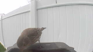 brown thrasher