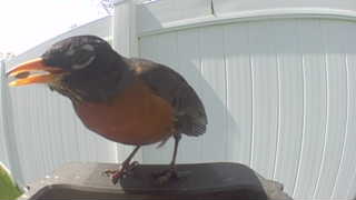 american robin