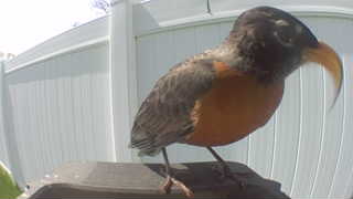 american robin