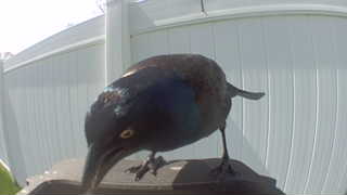common grackle