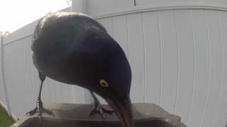 common grackle