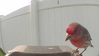 house finch