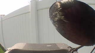 common grackle
