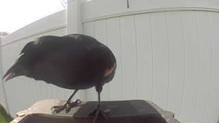red-winged blackbird